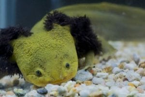 preservar Achoque 768x470 1