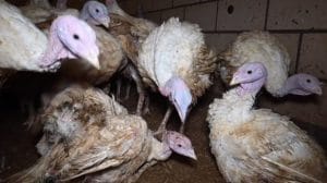 wdfq3 e1670860442674 696x425 1