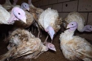 wdfq3 e1670860442674 696x425 1