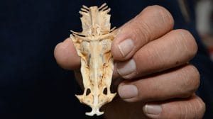 230116 aca7 des f1 antropologicas resguarda esqueletos peces