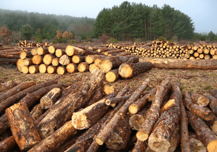 Reduce la tasa anual de deforestación 7 Ambiental News 1