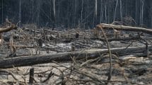 BOSQUES DEFORESTACION