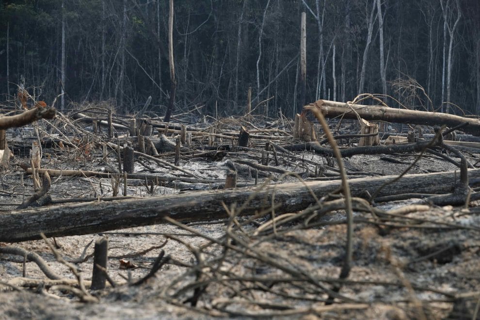 Deforestación mundial del tamaño de Portugal 7 BOSQUES DEFORESTACION
