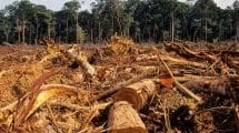 Deforestacion en Amazonia brasilena. PL