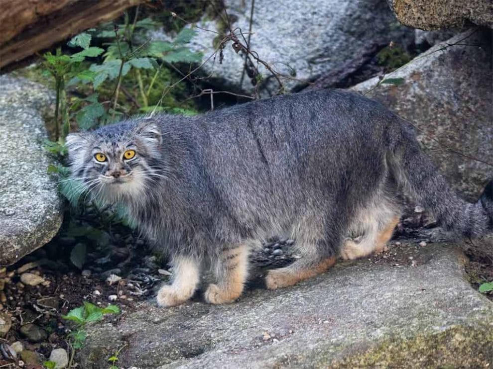 Descubren raro gato montés en el Everest 11 Gato de Pallas