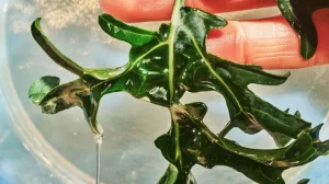 nationalgeographic 2707500