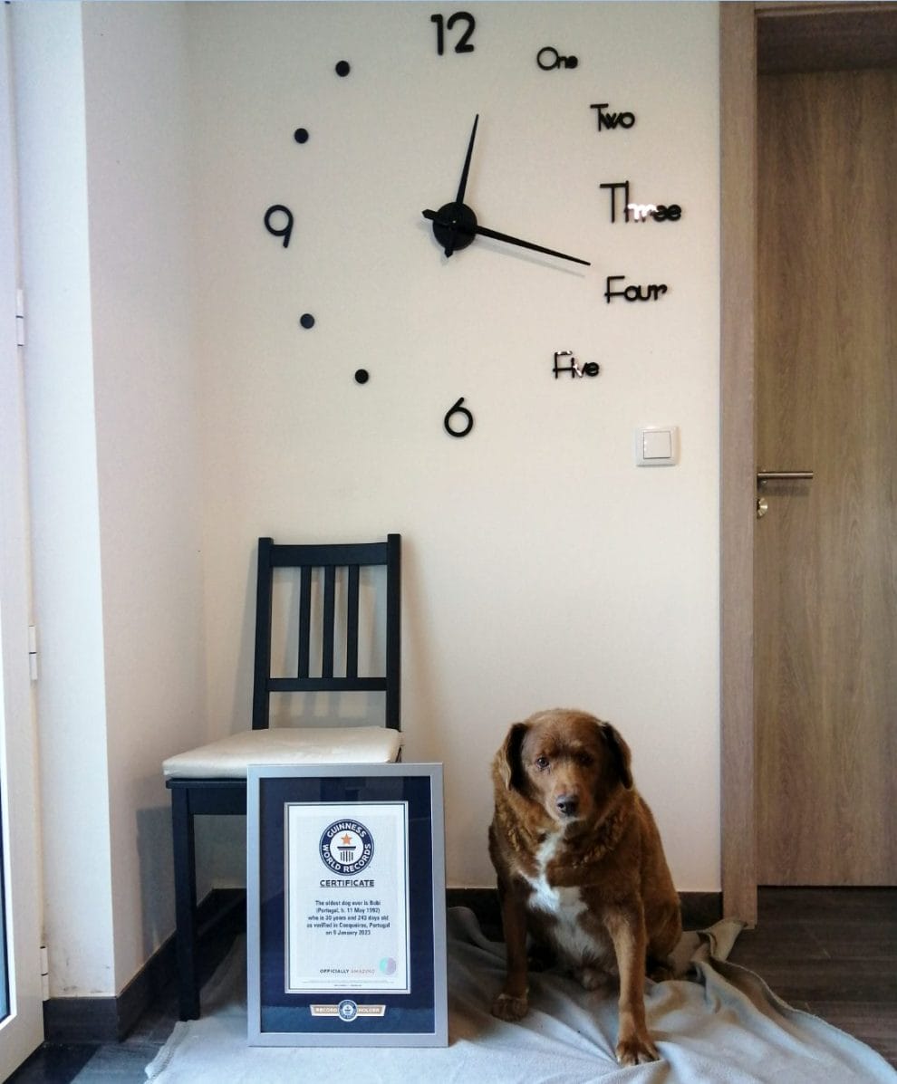 Bobi, el perro más viejo del mundo, tiene 30 años y vive en Portugal 11 boby el perro mas viejo del mundo