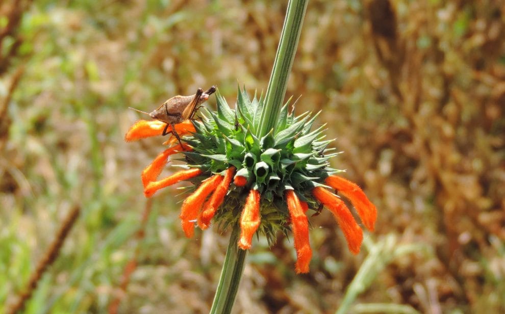 Esta extraña planta causa daños al medio ambiente en Naucalpan 11 original
