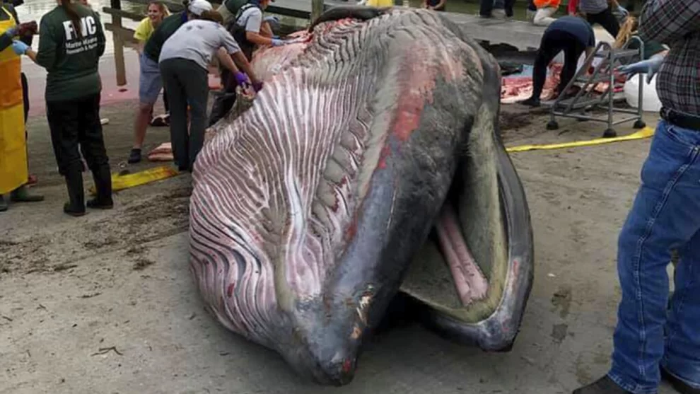 Ballenas en peligro 11 whale