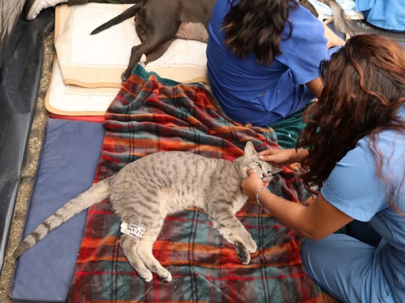 La Sedema y la Prosoc realizan “Jornada Ambiental TUnidad” en Coyoacán 11 2921850