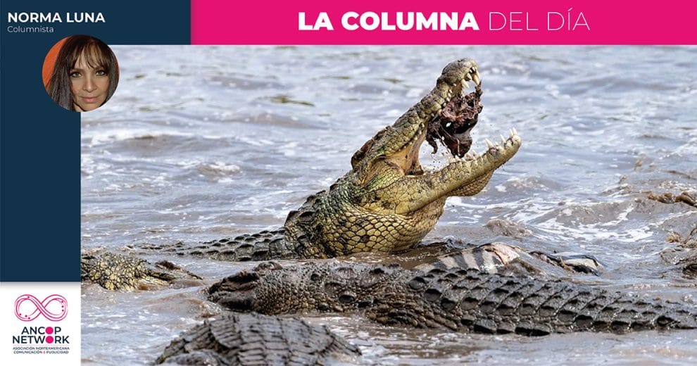 Cocodrilos: ¿Los huéspedes incómodos de Tampico? 11 Columna Norma Luna