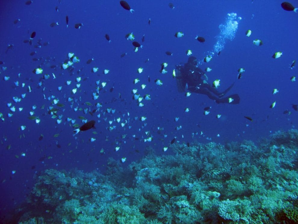 fondo del mar arrecife filipinas
