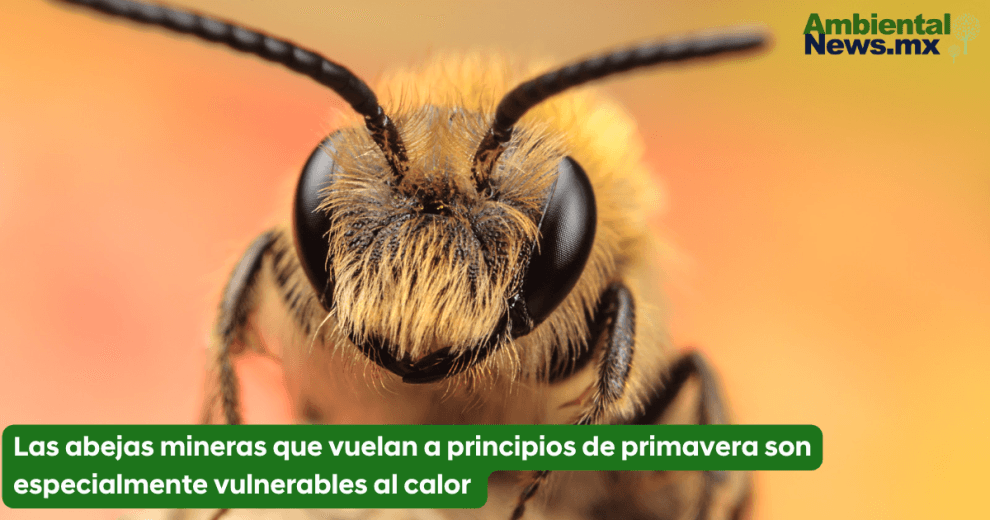 Las abejas mineras que vuelan a principios de primavera son especialmente vulnerables al calor 11 Las abejas mineras