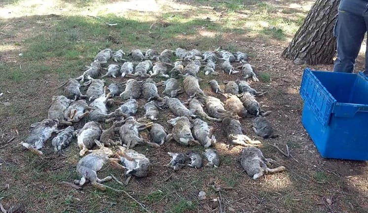 Plaga de conejos híbridos ataca España 11 WhatsApp Image 2023 04 12 at 12.53.33