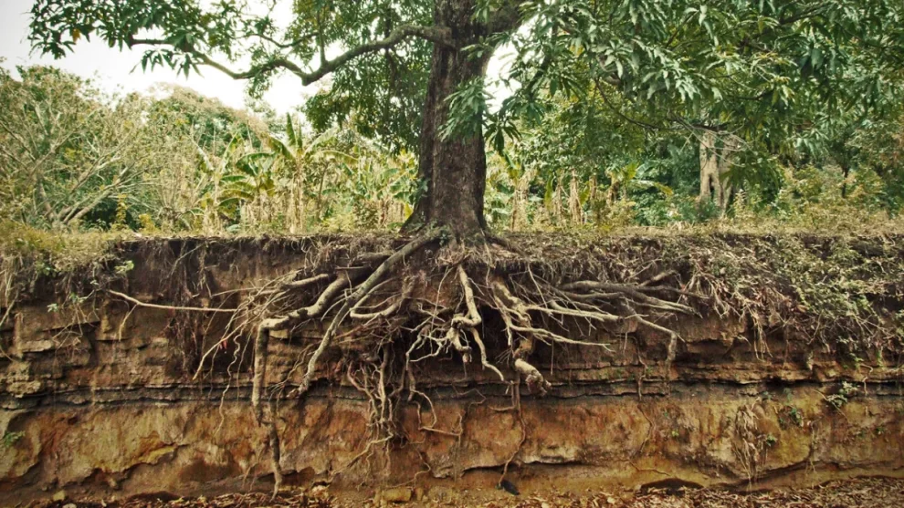 En raíces de árboles determinan la erosión de suelos  11 tree roots 21