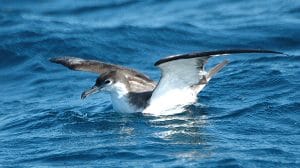 Bullershearwater