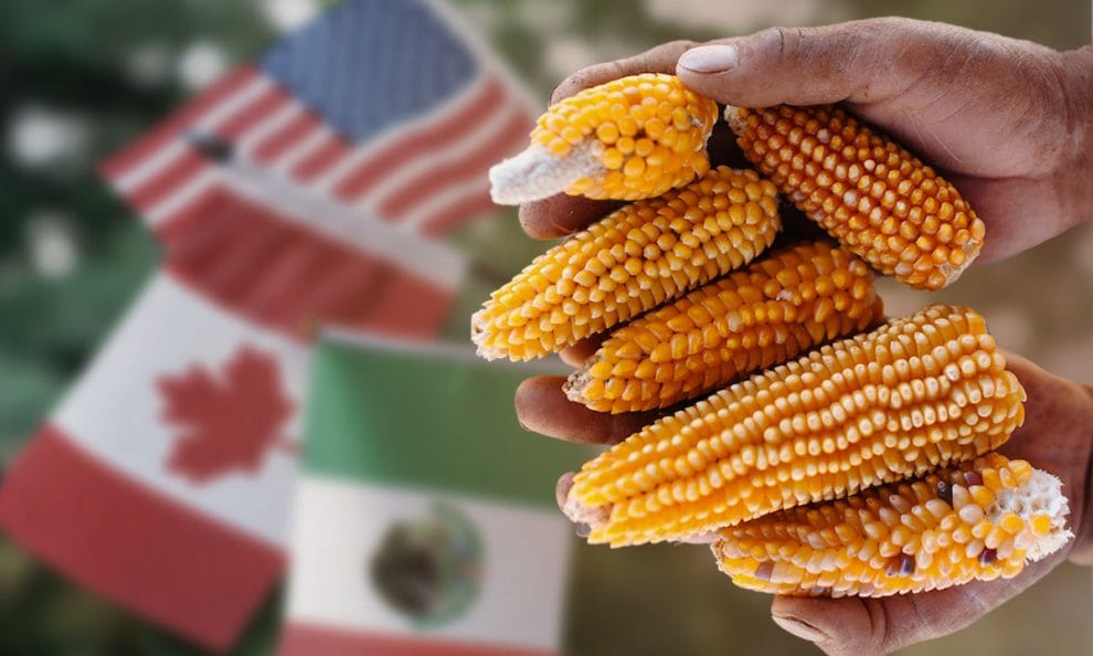 Canadá y Estados Unidos contra México por el maíz transgénico 11 Hernandez Maiz FOTO 01 El CEO