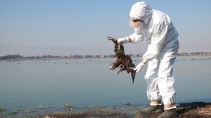 Operativo para atender alerta por mortandad de aves en el Pacifico mexicano 5