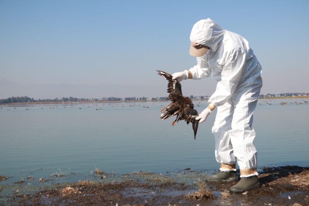 Alerta por mortandad de aves en el Pacífico mexicano 11 Operativo para atender alerta por mortandad de aves en el Pacifico mexicano 5