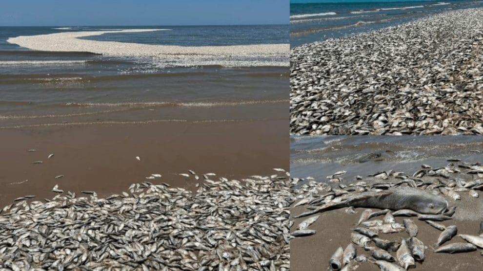 WhatsApp Image 2023 06 15 at 10.58.11