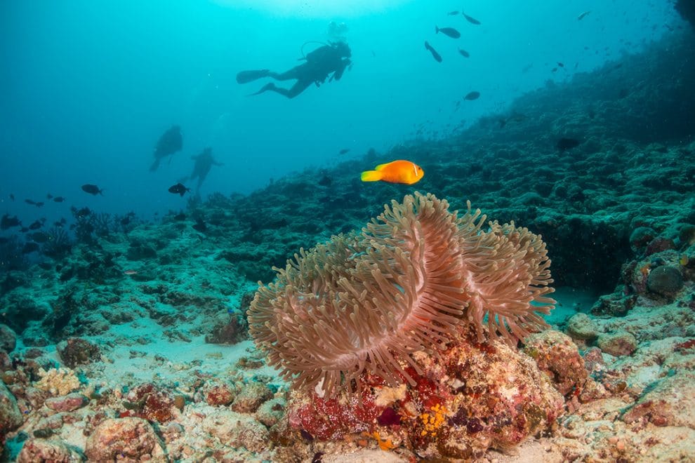 Amenazas globales afectan a los océanos 11 ecosistemas marinos