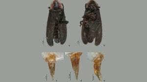 luciernaga julieta fierro002 1024x605 1