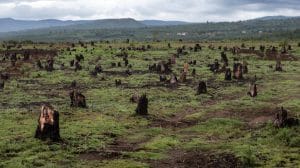 c3a1rboles deforestacic3b3n