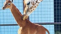 Nace jirafa sin manchas en Estados Unidos