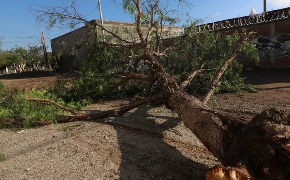 Inician reposición de árboles derribados por lluvias en León  11 cortesia repondran arboles derribados lluvias