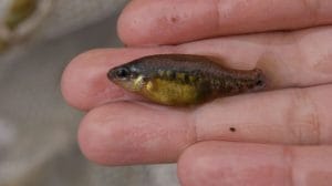 foto 1 pez tequila 1200x800 1