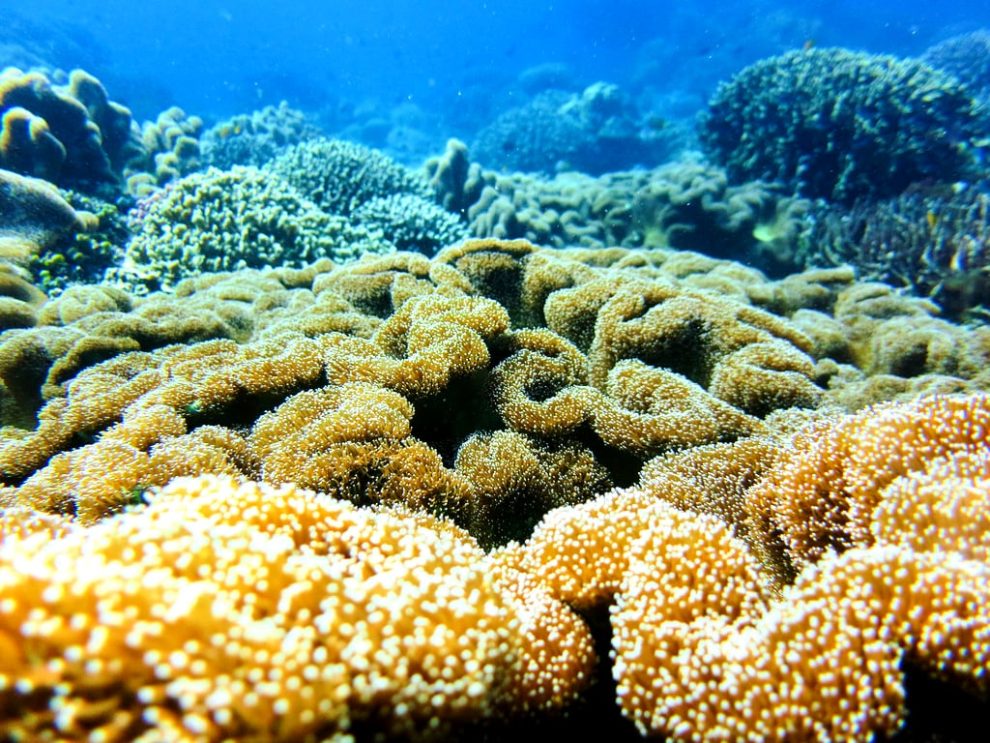 Muerte masiva de corales en arrecifes mexicanos: urgen medidas  11 galeria coral 02