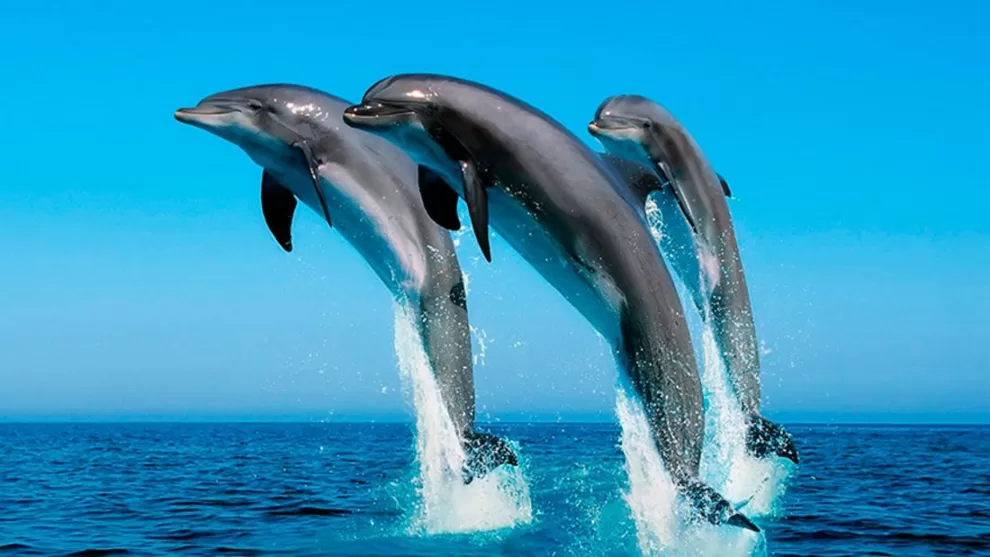 Sequía sin precedentes en el Amazonas provoca la muerte de más de 100 delfines  11 15 hechos curiosos sobre delfines 1100x619 1