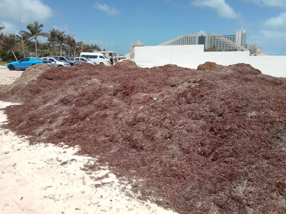 Quintana Roo en alerta por el desafío del sargazo: nuevos lineamientos de la Secretaría de Medio Ambiente 11 330876