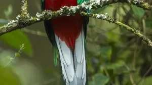 Resplendent Quetzal male Cloud Forest in Costa Rica