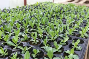 imgpsh fullsize anim 1