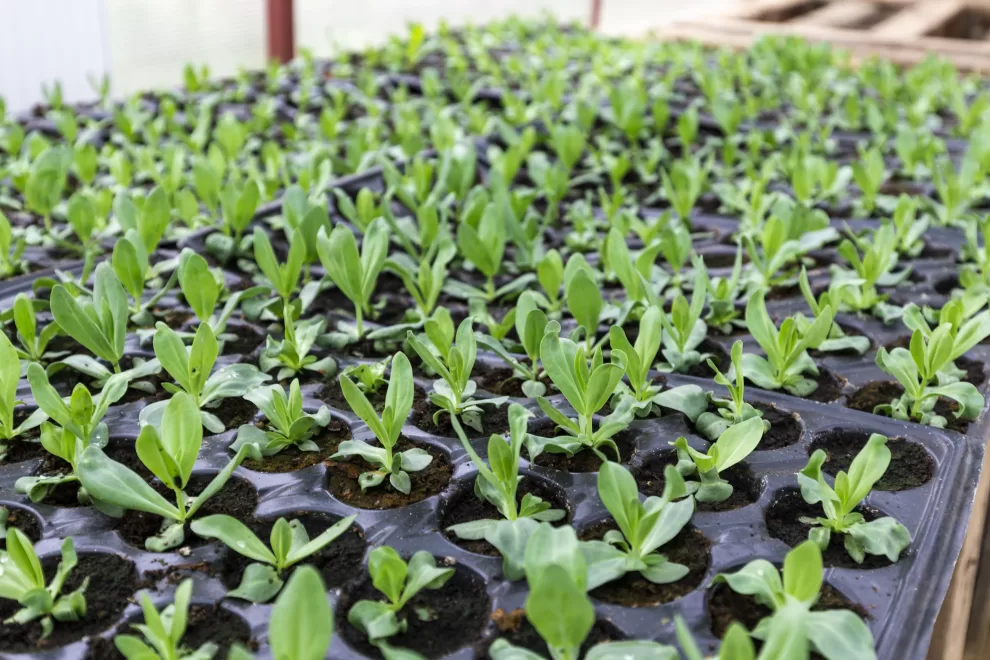 ASIPONA Veracruz transforma Laguna Cabana en el Día del Medio Ambiente 11 imgpsh fullsize anim 1