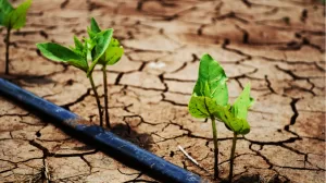 produccion de alimentos cambio climatico