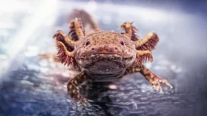 231214 aca8 des f1 Noche por el anfibio