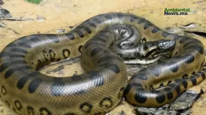 ANWEB Descubren una nueva especie de anaconda verde gigante en la Amazonia