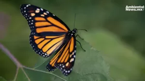 mariposa Monarca