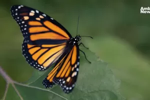 mariposa Monarca