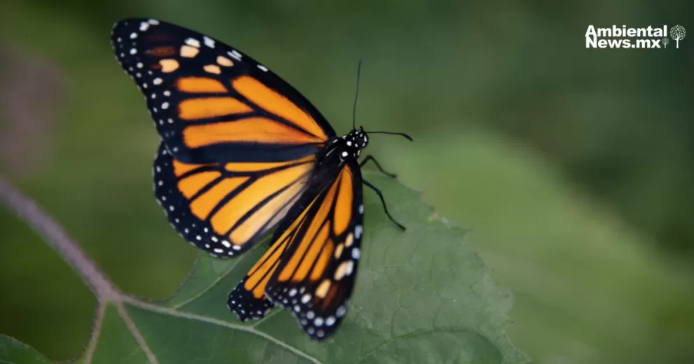 mariposa Monarca