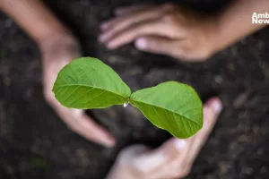 Puerto Vallarta busca recuperar su entorno verde