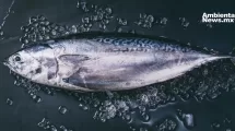 Estudio revela estabilidad en niveles de mercurio en atún a lo largo de cinco décadas