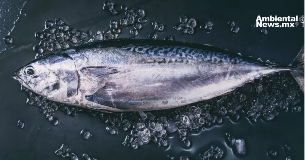 Estudio revela estabilidad en niveles de mercurio en atún a lo largo de cinco décadas
