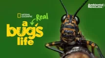 ANWEB Insectos al descubierto National Geographic presenta A Real Bugs Life