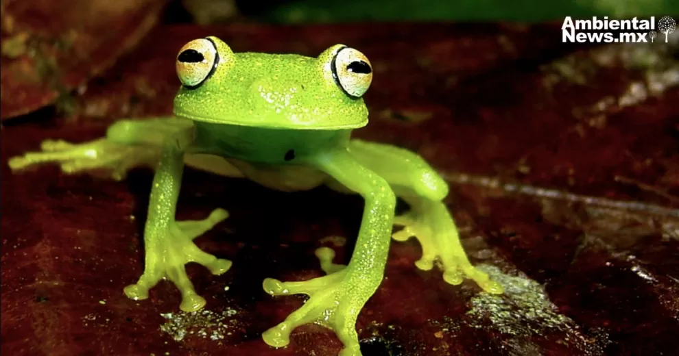 Presentan guía científica sobre ranas y sapos de las zonas andinas