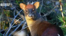 ANWEB Descubren nueva especie de venado enano en Peru Pudu del Norte de Piura