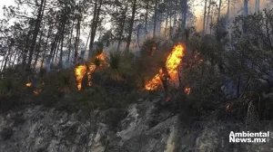 ANWEB Emergencia por incendios forestales AMLO Informa sobre la crisis ambiental en Mexico