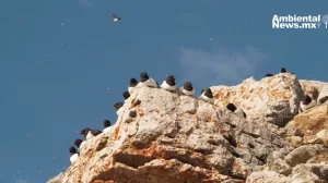 ANWEB Estudio revela intensa actividad nocturna de aves marinas en el Artico